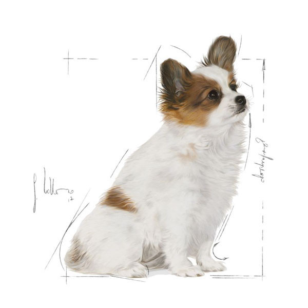 غذای خشک توله سگ نژاد کوچک رویال کنین مدل X-Small Puppy وزن 1.5 کیلوگرم