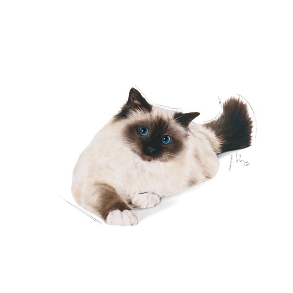 غذا خشک گربه رویال کنین مدل Hairball Care وزن 2 کیلوگرم به همرا بستنی گربه گربه